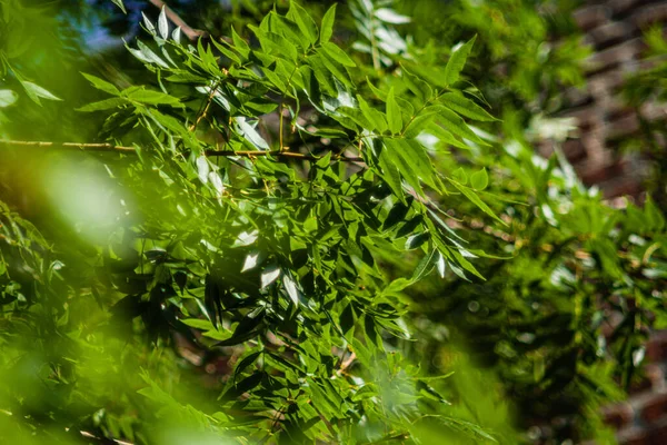 Närbild Träd Med Gröna Blad Skog — Stockfoto