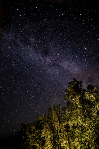 Piękne Pionowe Ujęcie Drzew Gwiaździstym Niebie Galaktyki Idealne Tapety — Zdjęcie stockowe