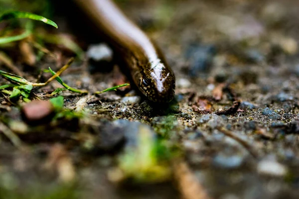 森林里蠕虫的选择性聚焦镜头 — 图库照片