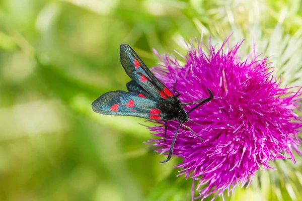 Gros Plan Zygaenidae Papillon Sur Chardon Rose Recherche Nourriture — Photo