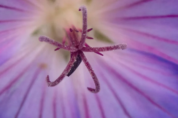 Bahçedeki Güzel Mor Bir Çan Çiçeğinin Yakın Çekimi — Stok fotoğraf