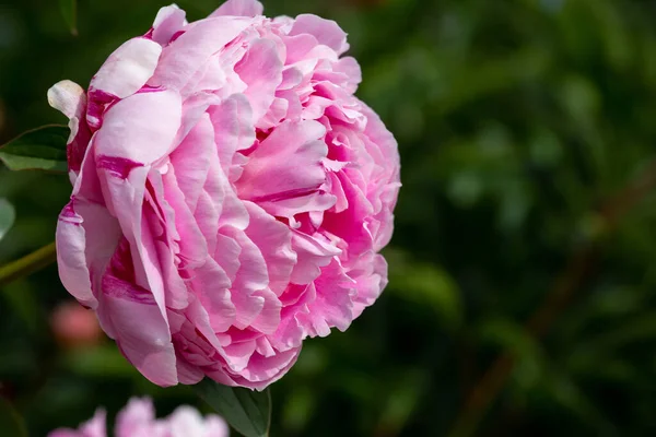 Zbliżenie Ujęcie Słodkie Kapusta Róża Pod Sunlight — Zdjęcie stockowe