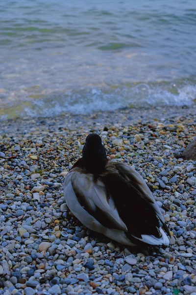 Ένα Κοντινό Πλάνο Ενός Mallard Κάθεται Κοντά Στην Παραλία — Φωτογραφία Αρχείου