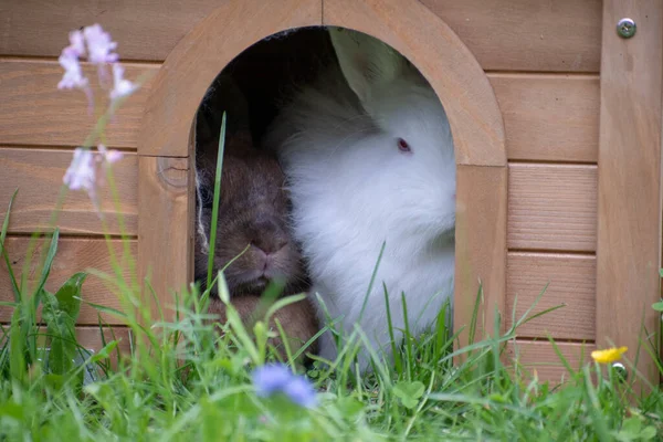 Küçük Tavşancığı Olan Bir Yuvanın Yakın Plan Fotoğrafı — Stok fotoğraf