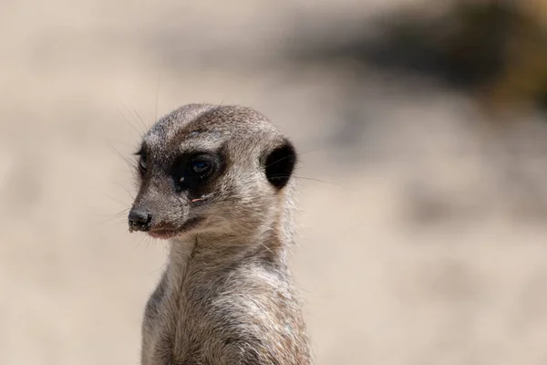 Tiro Foco Seletivo Meerkat Natureza — Fotografia de Stock