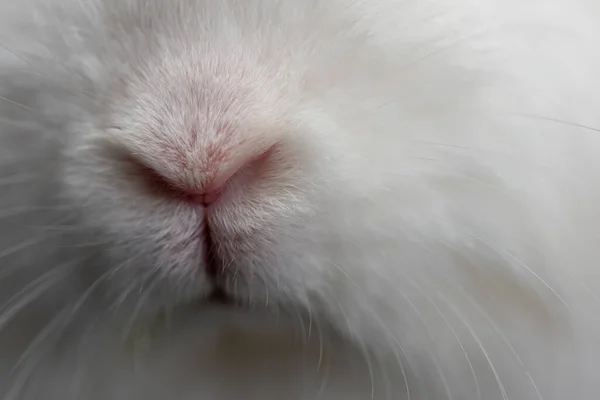 Eine Nahaufnahme Der Schnauze Eines Flauschigen Weißen Kaninchens — Stockfoto