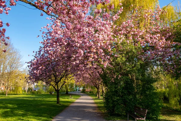 Gün Batımında Almanya Bir Parkta Çiçek Açan Ağaçlar — Stok fotoğraf