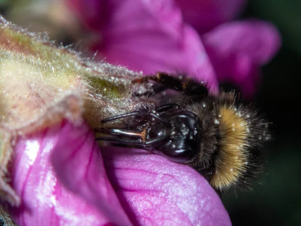 Eine Nahaufnahme Einer Honigbiene Die Pollen Einer Blume Einem Garten — Stockfoto