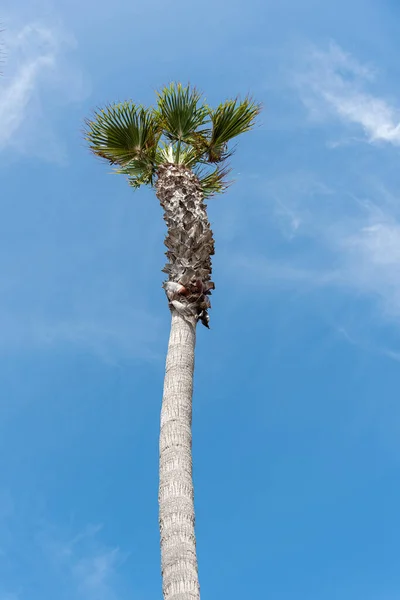 Plan Vertical Palmier Croissance Sur Fond Ciel Bleu — Photo