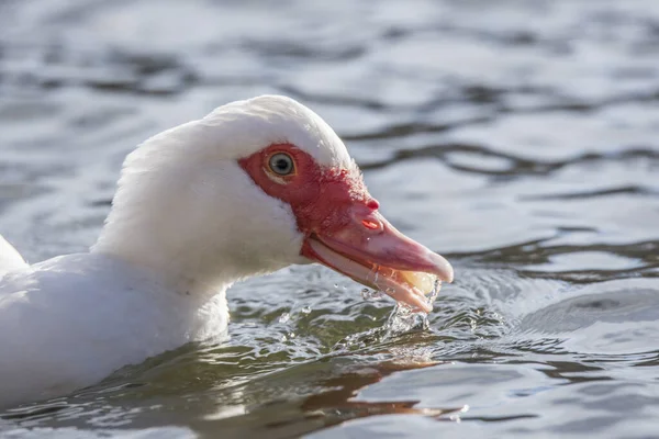 Closeup Shot White Duck Pond — Stock Photo, Image