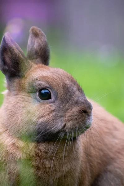 Selektivní Zaostření Záběr Roztomilého Králíčka — Stock fotografie