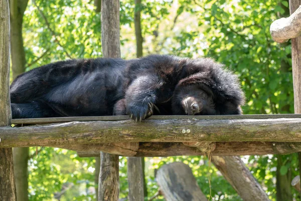 Zbliżenie Himalajskiego Czarnego Niedźwiedzia Śpiącego Kawałku Drewna Zoo Dzień — Zdjęcie stockowe