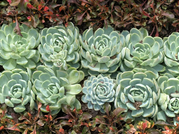 中性光の花壇の花や多肉植物 — ストック写真