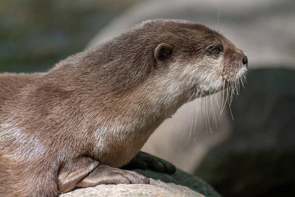 Tiro Enfoque Selectivo Una Nutria Salvaje Piedra Río —  Fotos de Stock