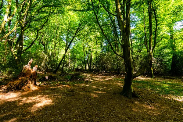 Güneşli Bir Günde Ormandaki Yeşil Ağaçların Manzarası — Stok fotoğraf