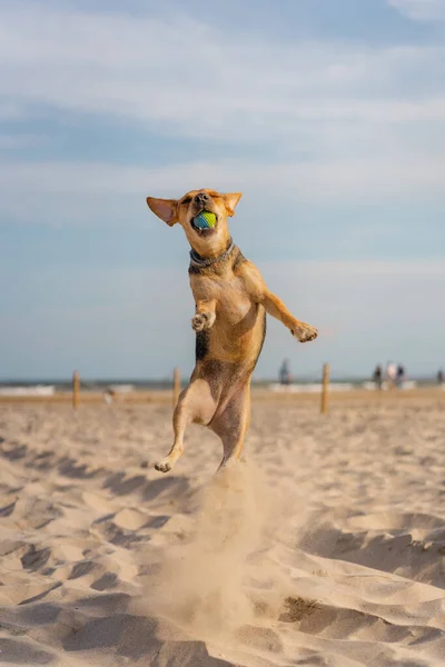 Sebuah Gambar Close Vertikal Dari Anjing Pendamping Menangkap Bola Saat — Stok Foto