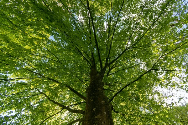 Een Lage Hoek Opname Van Een Hoge Groene Boom Bij — Stockfoto