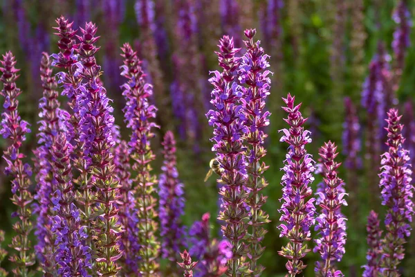 Ett Vackert Fält Lavendelblommor Våren — Stockfoto