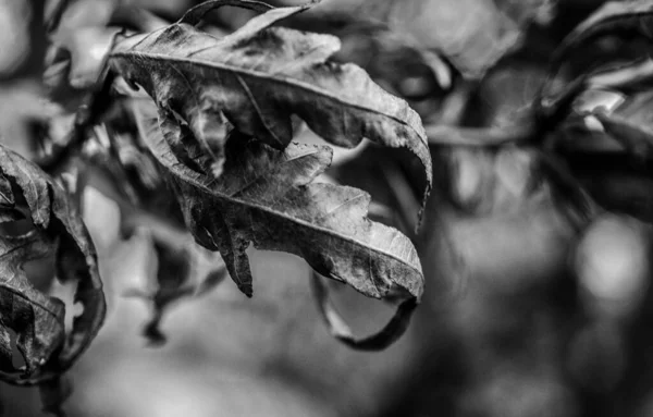 가랑잎의 회색층 — 스톡 사진