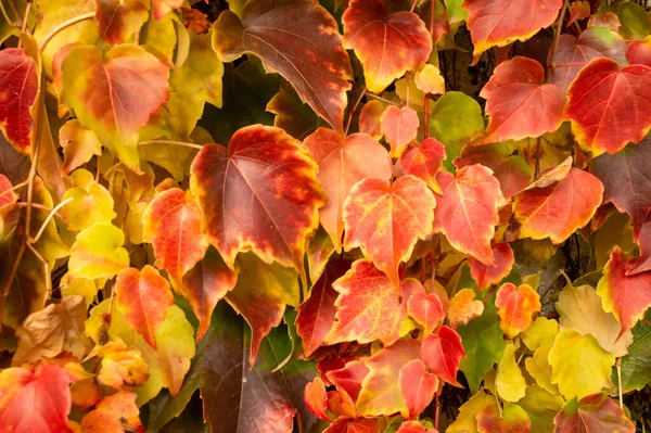 Een Close Shot Van Kleurrijke Bladeren Herfst — Stockfoto