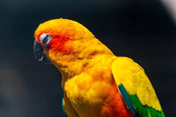 Tiro Perto Papagaio Periquito Amarelo — Fotografia de Stock