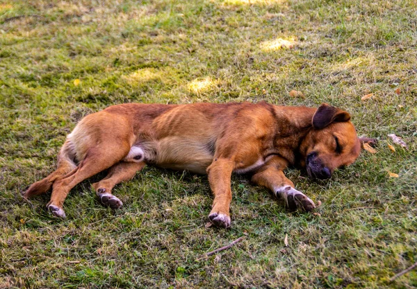 Une Belle Vue Adorable Chien Brun Dormant Sur Herbe Verte — Photo