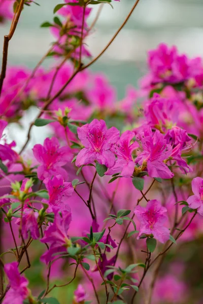 Primer Plano Hermosas Flores Azalea Vibrantes Florecientes Jardín —  Fotos de Stock