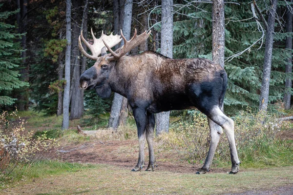 Large Brown Black Bull Moose Standing Park — Stock Photo, Image