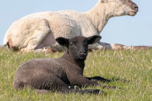 Ett Närbild Porträtt Ett Litet Gulligt Lamm Med Ett Leende — Stockfoto