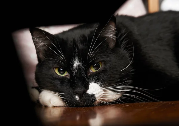 Adorabile Gatto Nero Con Gli Occhi Verdi Seduto Sul Letto — Foto Stock