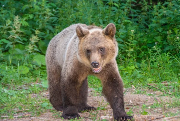 Cute Brown Bear Forest Daytime — Stock Photo, Image