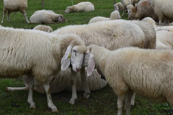 Wiele Dużych Owiec Trawie Gospodarstwie — Zdjęcie stockowe