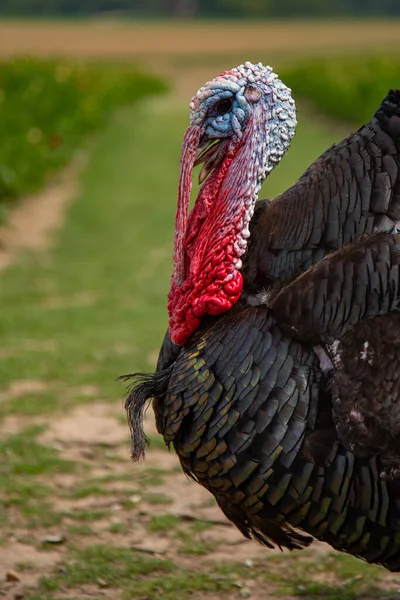 Primer Plano Pavo Salvaje Macho Sobre Fondo Borroso — Foto de Stock