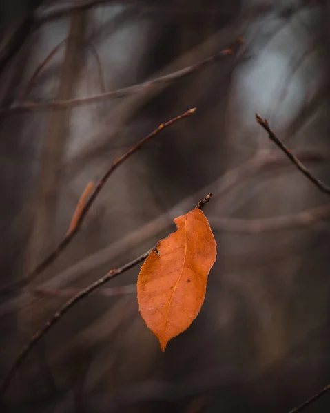 在枝条上有选择的褐色叶子集中拍摄 — 图库照片