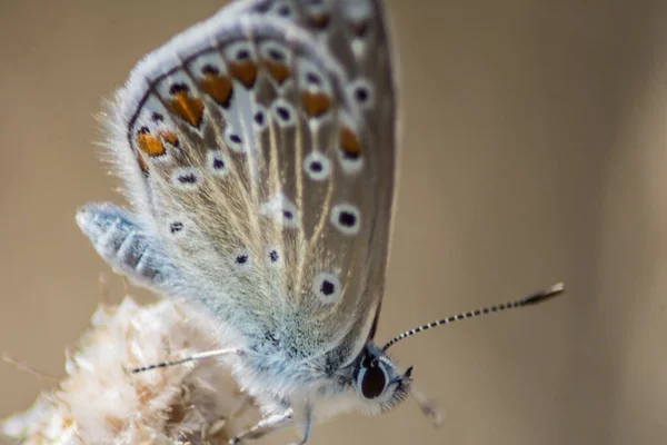 Selektywne Ujęcie Motyla Chapman Blue — Zdjęcie stockowe