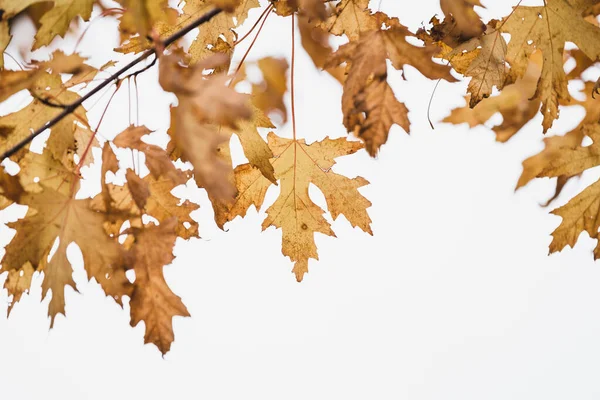Selective Focus Shot Yellow Leaves Branches Isolated White Background — Stock Photo, Image
