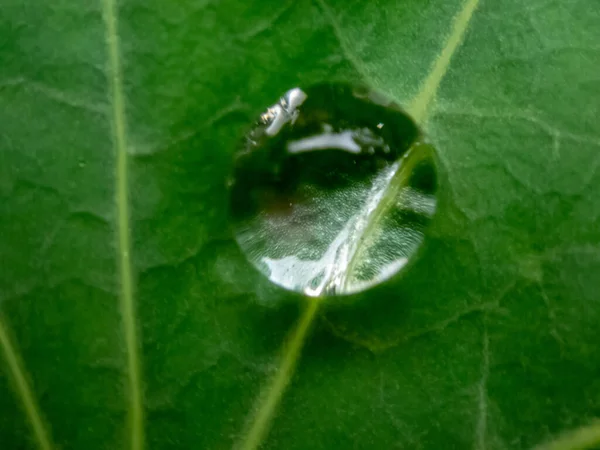 Closeup Shot Waterdrop Green Leaf — Stock Photo, Image
