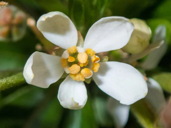 Tiro Close Uma Bela Flor Branca Perene Rosa Jardim — Fotografia de Stock