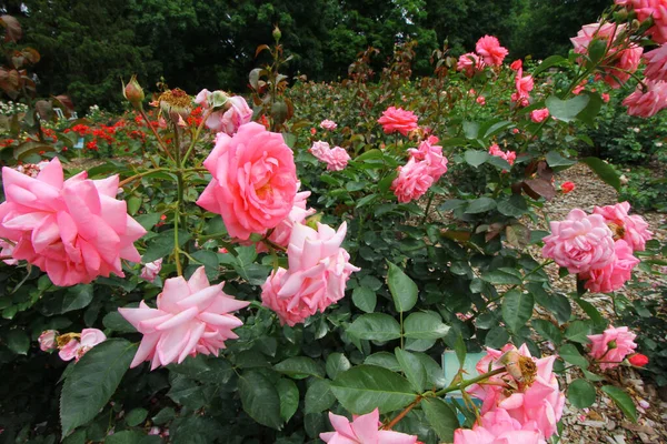 Eine Nahaufnahme Von Einem Feld Mit Rosa Rosen Perfekt Für — Stockfoto