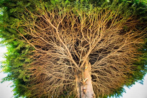 Belo Tiro Close Ramos Estruturados Uma Árvore — Fotografia de Stock