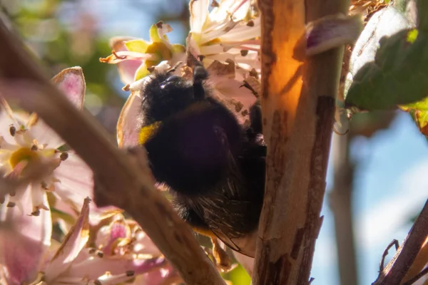 Närbild Ett Honungsbi Som Samlar Pollen Från Blomma Trädgård — Stockfoto