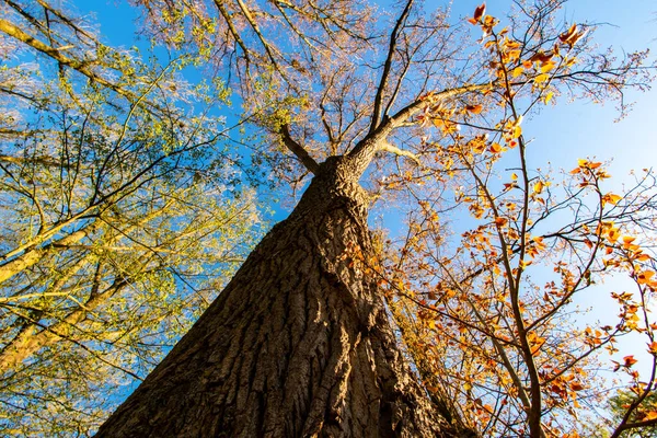 Een Lage Hoek Opname Van Een Boom Een Park — Stockfoto