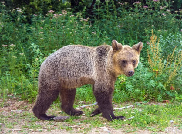 Μια Χαριτωμένη Καφέ Αρκούδα Στο Δάσος Κατά Διάρκεια Της Ημέρας — Φωτογραφία Αρχείου