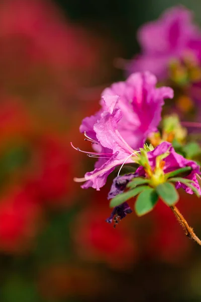 Eine Nahaufnahme Einer Schönen Blühenden Lebendigen Azaleen Blume Einem Garten — Stockfoto