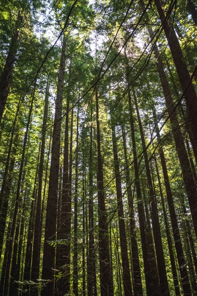 Een Lage Hoek Van Bomen Een Bos Een Zonnige Dag — Stockfoto