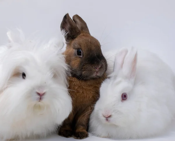 Ein Porträt Von Flauschigen Kaninchen Auf Weißem Hintergrund — Stockfoto