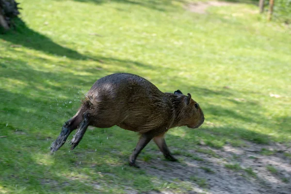 Primo Piano Capibara Che Corre Allo Zoo — Foto Stock