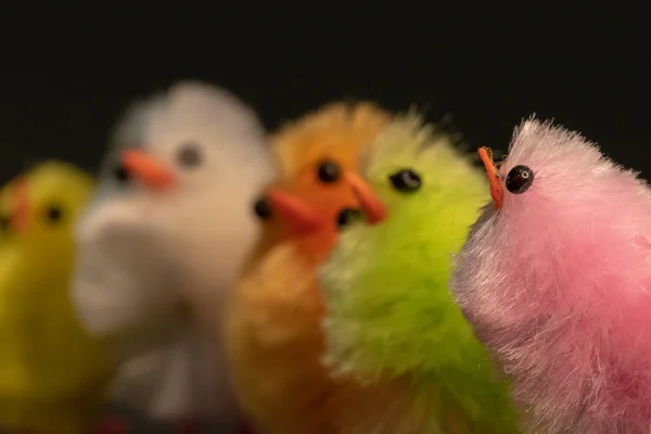 Los Coloridos Pollos Esponjosos Para Decoración Pascua Sobre Fondo Negro —  Fotos de Stock