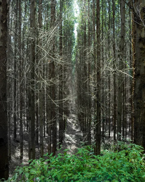 Вертикальный Снимок Плотной Посадки Деревьев Длинными Тонкими Деревьями — стоковое фото