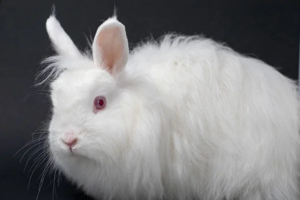 Primer Plano Conejo Angora Blanca —  Fotos de Stock